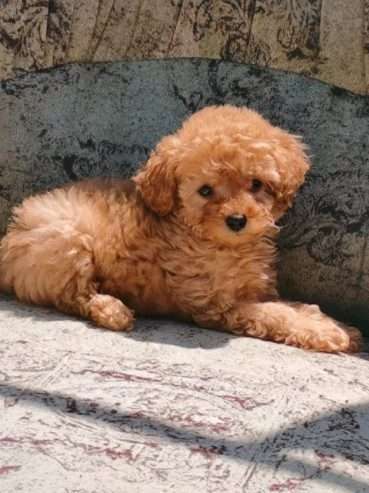 Dewormed, vaccinated standard poodle puppies for sale