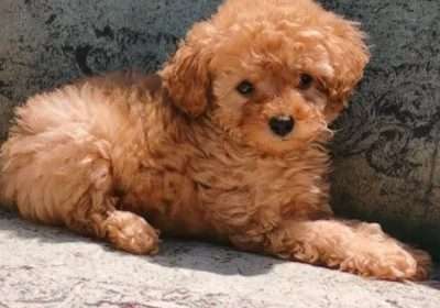 Dewormed, vaccinated standard poodle puppies for sale