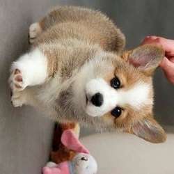 Corgi puppies