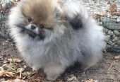 Beautiful Teacup Pomeranian  puppy