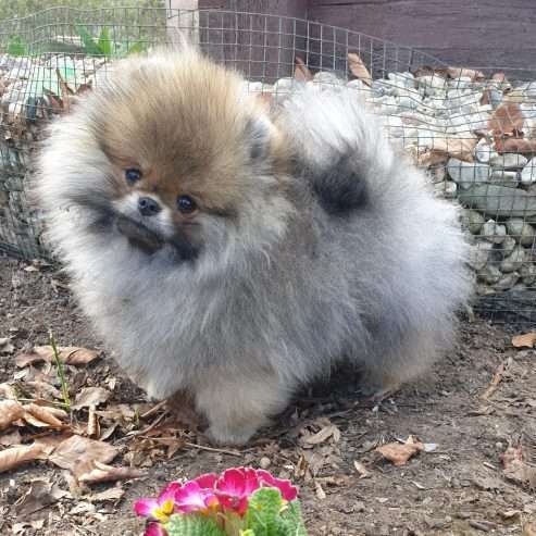 Beautiful Teacup Pomeranian  puppy