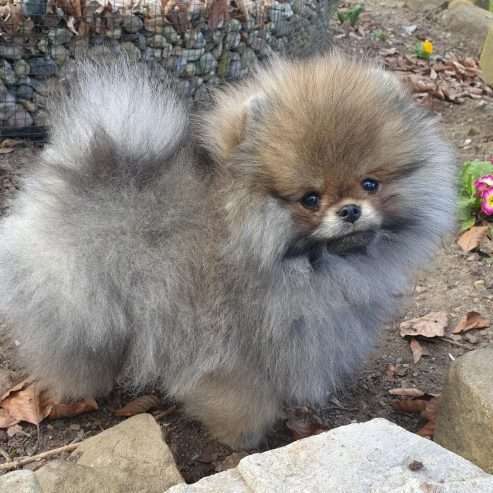 Beautiful Teacup Pomeranian  puppy