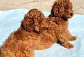 Well Trained Male and female Poodle Puppies