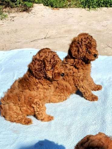 Well Trained Male and female Poodle Puppies