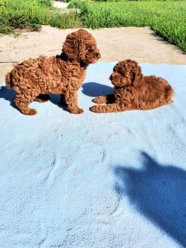 Well Trained Male and female Poodle Puppies