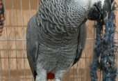 African gray parrot available