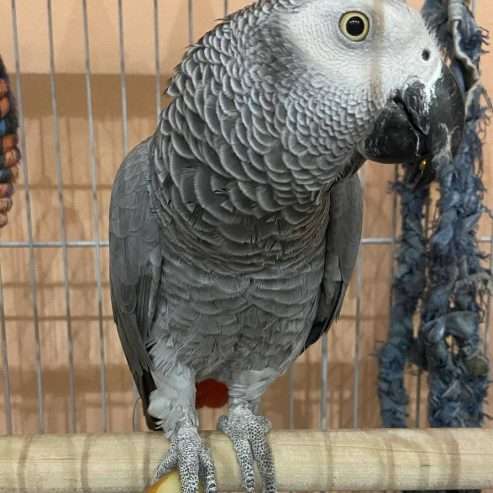 African gray parrot available