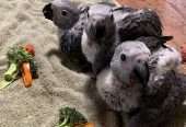 Congo African Grey Birds for sale
