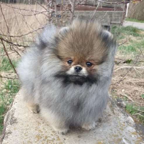 Beautiful Teacup Pomeranian  puppy