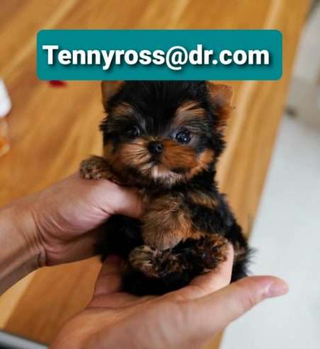 Teacup Yorkies Puppies Buy