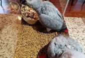 BREEDING PAIRS OF AFRICAN GREYS, MACAWS, ELECTUS, AND THEIR BABIES