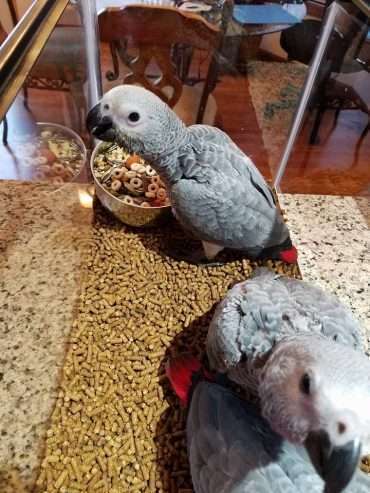 BREEDING PAIRS OF AFRICAN GREYS, MACAWS, ELECTUS, AND THEIR BABIES