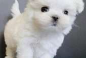 Maltese puppies available