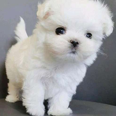 Maltese puppies available