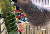 African gray parrot available