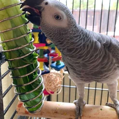 African gray parrot available