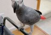 African gray parrot available