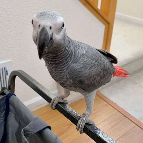 African gray parrot available