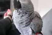 African gray parrot available