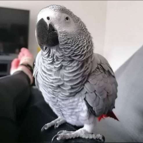 African gray parrot available