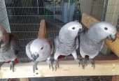 Congo African Grey Birds for sale
