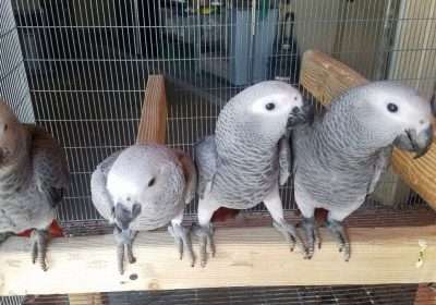 Congo African Grey Birds for sale