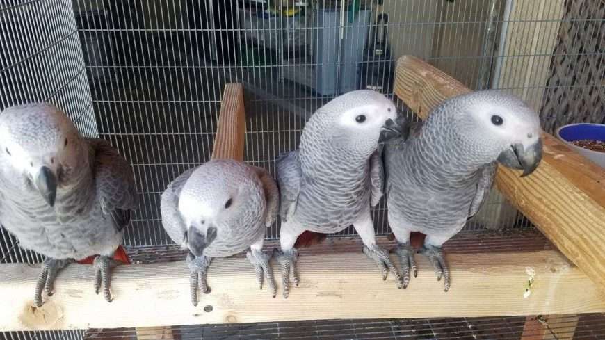 Congo African Grey Birds for sale