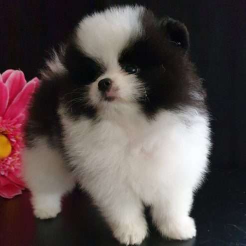 Beautiful Teacup Pomeranian  puppy