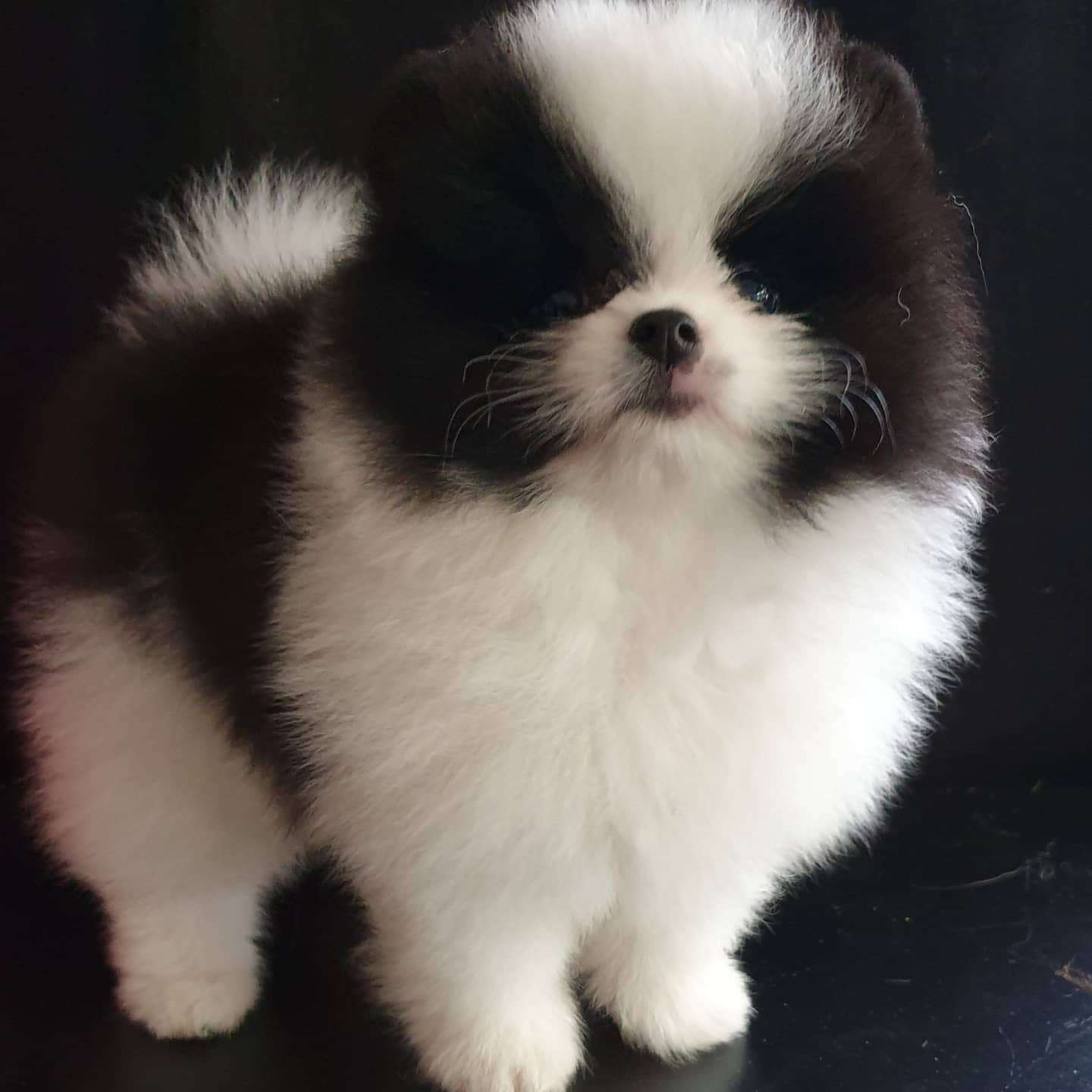 Beautiful Teacup Pomeranian  puppy