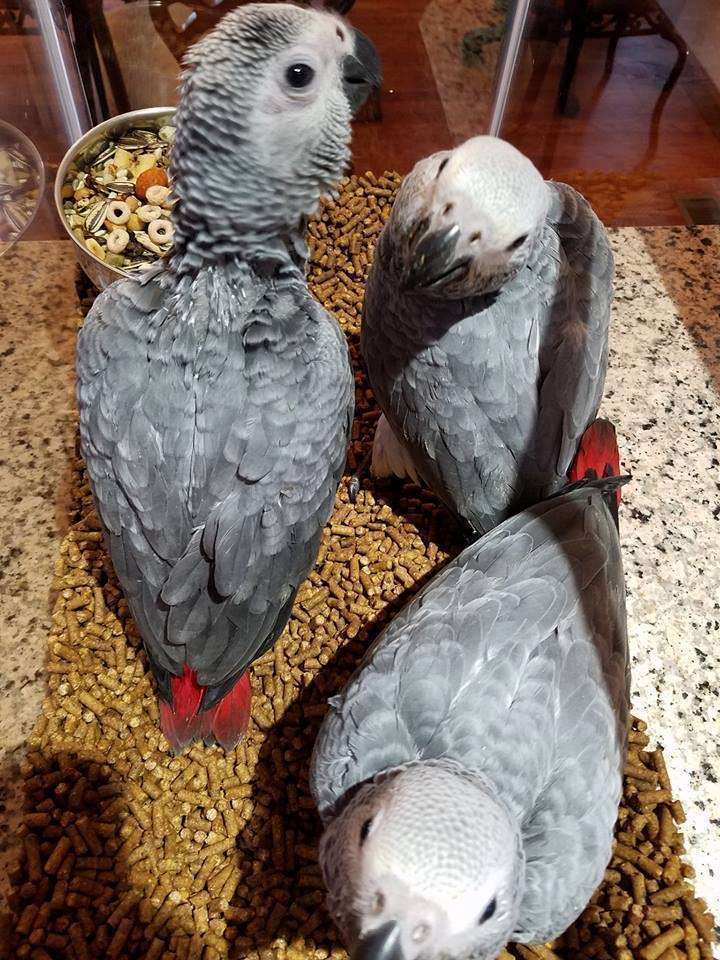 BREEDING PAIRS OF AFRICAN GREYS, MACAWS, ELECTUS, AND THEIR BABIES