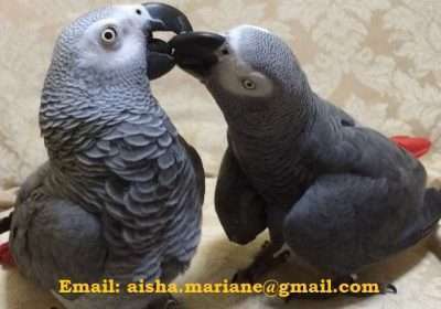 Talking African Grey Parrots Ready