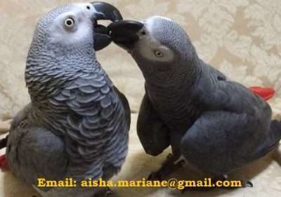 African-Grey-Parrots
