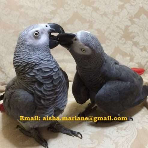Talking African Grey Parrots Ready