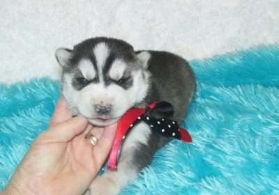 Husky puppies for your home