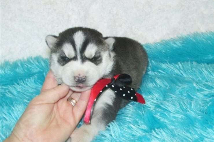 Husky puppies for your home