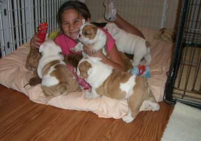 Bulldog-Babies2