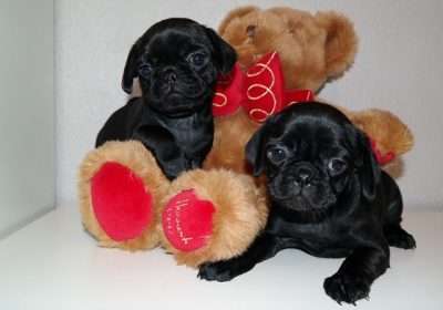 Home trained PUG puppies