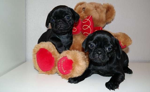 Home trained PUG puppies