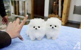 Lovely Pomeranian puppies for your home