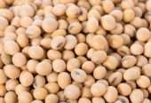 Soybean Non GMO