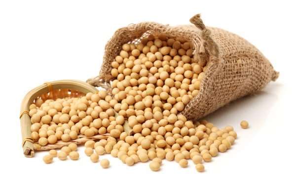 Soybean Non GMO