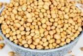 Soybean Non GMO