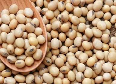 Soybean Non GMO