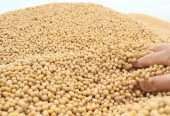 Soybean Non GMO