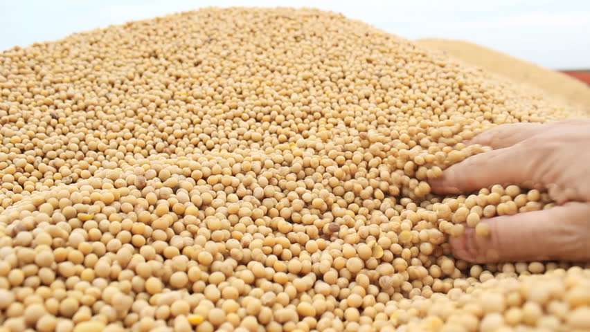 Soybean Non GMO