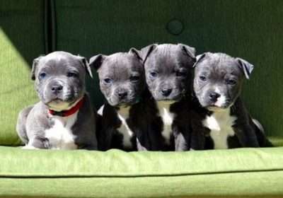 Staffordshire-Bull-Terrier.