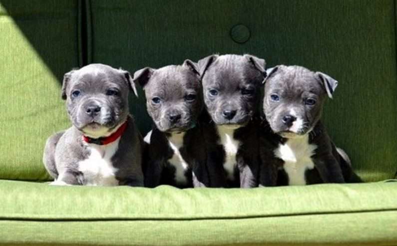 Quality Blue Staffordshire Bull Terriers Puppies