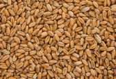 Wheat grains