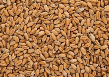 Wheat-grain-1