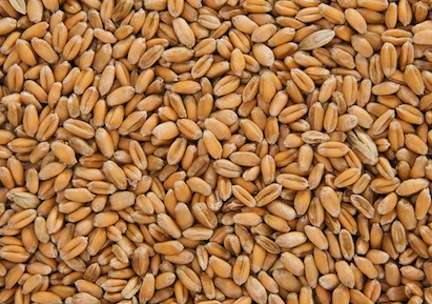 Wheat grains